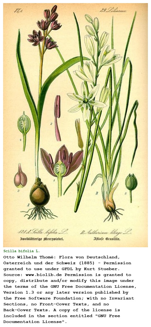Scilla bifolia L.